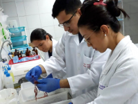 Na foto, estudantes de graduação e pós-graduação realizam a limpeza da macroalga (Foto: Divulgação/UFC)