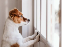 Fazer passeios diários, não deixar o animal só por longos períodos e oferecer brinquedos para que ele possa se entreter quando estiver sozinho são algumas dicas de prevenção (Foto: Reprodução/Internet)