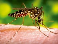 Limpar o quintal, eliminando os depósitos com água parada, é uma ação cotidiana que reforça a prevenção contra a reprodução do Aedes aegypti (Foto: Reprodução/Internet)