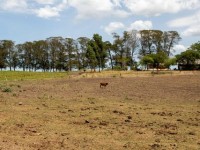 Nordeste deve ter estiagem severa, no próximo ano, provocada pelo fenômeno El Niño (Foto: Fábio Rodrigues Pozzebom/ Agência Brasil)