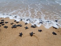 Em parceria com o Instituto Verdeluz, o Corpo de Bombeiros também monitora os pontos de desova de tartarugas marinhas. Ele pode ser acionado pelo telefone 193
(Foto: UA)