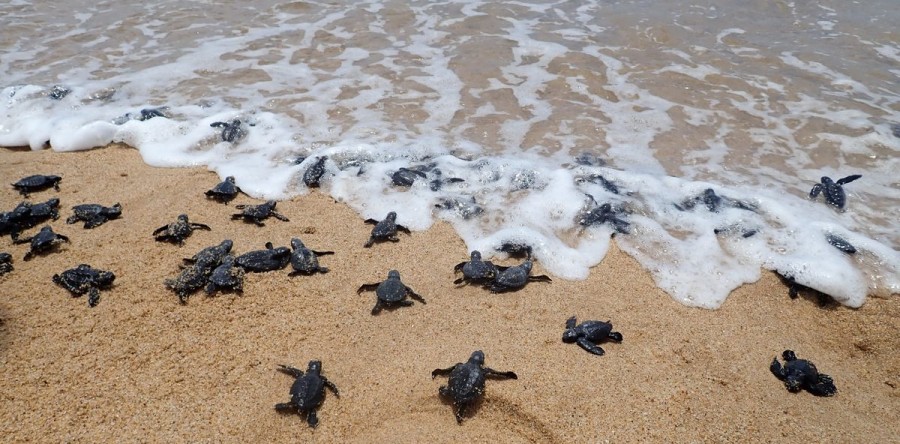 Período de desova das tartarugas marinhas é marcado por desafios no CE