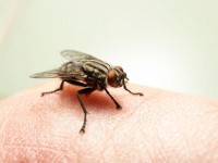 A virose da mosca é transmissível e é muito comum, nesta época do ano, também por conta dos eventos com aglomerações e da volta às aulas (Foto: Reprodução/Internet)