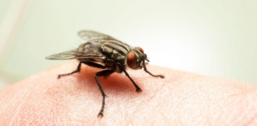 Número de casos da virose da mosca se multiplicam nessa época do ano