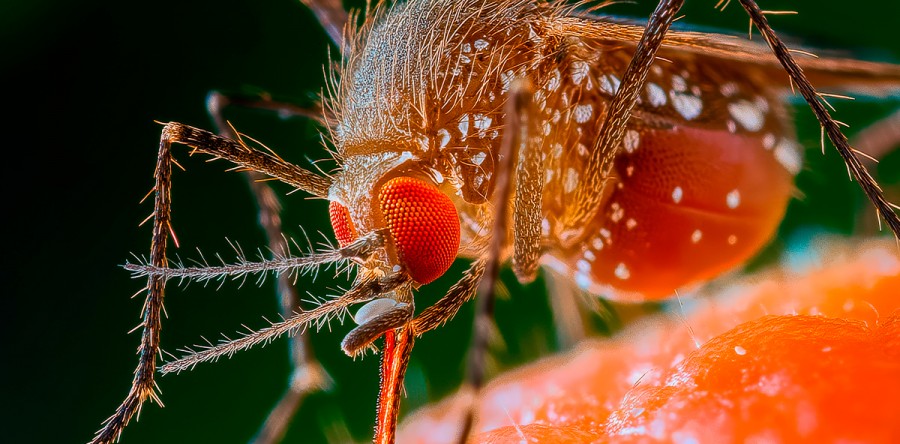 Mais de 100 casos de febre oropouche são contabilizados no Ceará