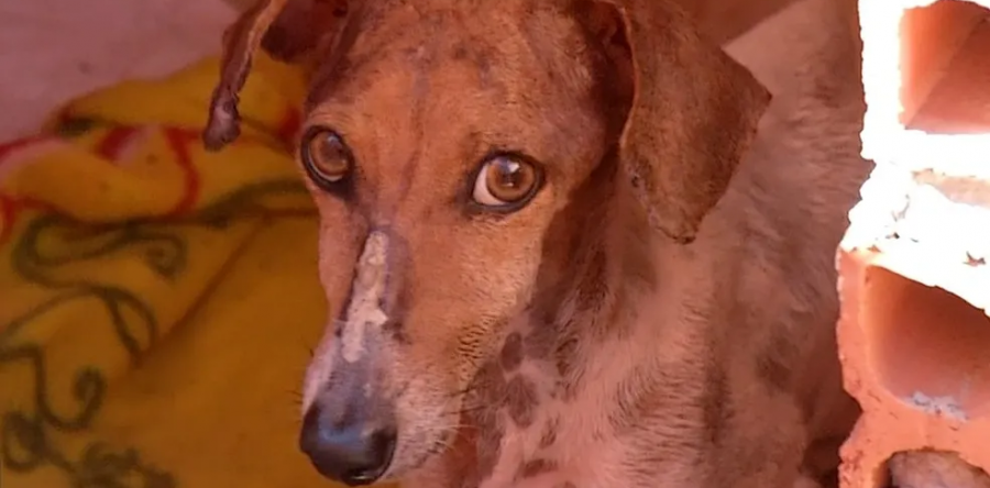 Campanha reforça prevenção contra o calazar