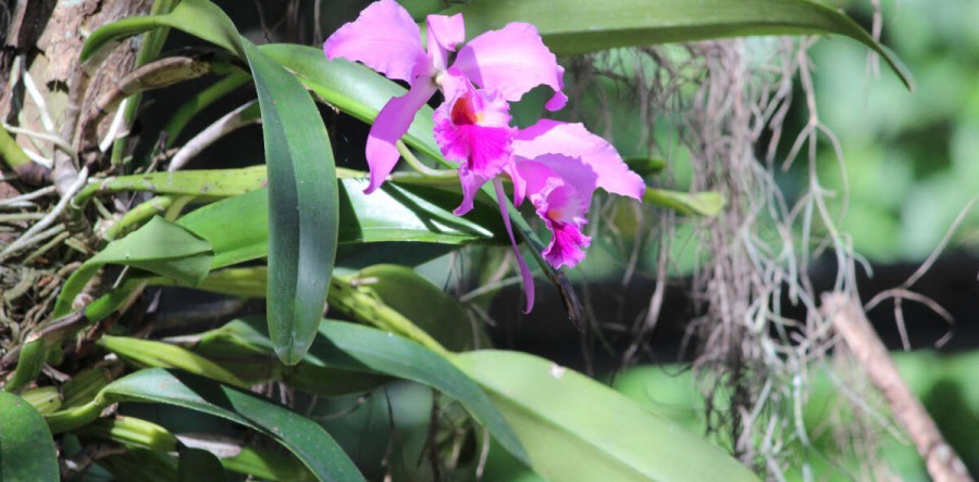 Orquídea é escolhida flor símbolo do Ceará.