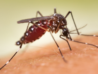 Fortaleza amplia ações de combate ao Aedes aegypti com armadilhas químicas instaladas em áreas vulneráveis da cidade (Foto: frank600/Getty Images)